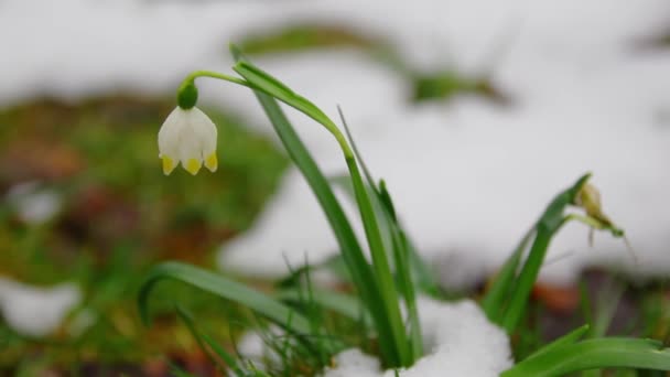 Közelkép Tavaszi Virágzó Fehér Gyengéd Fehér Hóvirág Hóban Gyönyörű Tavaszi — Stock videók