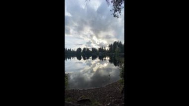 A flock of wild birds in the lake. Park water background. Summer concept