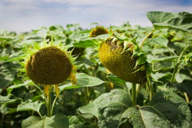 Mavi gökyüzünün arka planında güzel ayçiçekleri. Ayçiçeği tarlası, yeşil yapraklar. Tarım, hasat konsepti. Ayçekirdeği, sebze yağı.