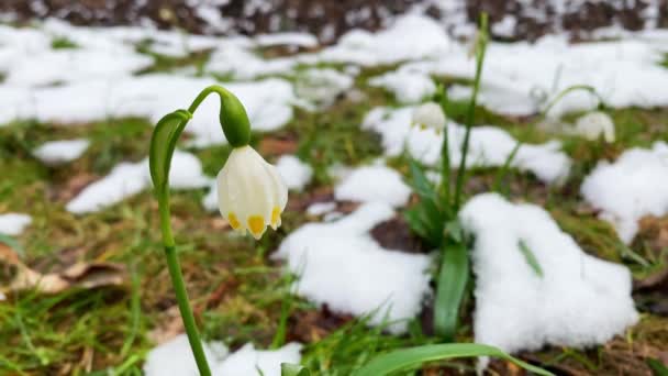 Detailní Záběr Bíle Kvetoucí Pružinu Jemný Bílý Sníh Květiny Růst — Stock video