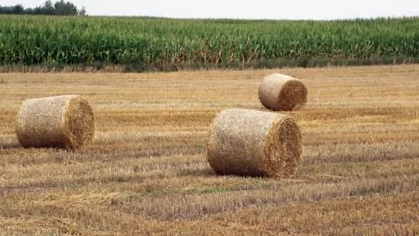 暖かい夏の間に干し草ロールでいっぱいの農業頑丈なフィールド 収穫する — ストック動画