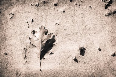 Öğleden sonra güneşinde deniz kabukları olan kumlu bir sahilde düşen meşe yapraklarına yakın..