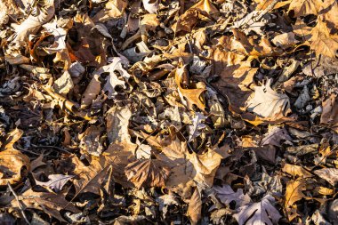 Sonbahar mevsimi sona ererken yere düşen kuru kahverengi yapraklar..