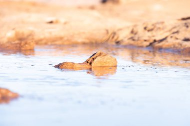 Küçük donmuş bir su birikintisinin ortasında yalnız bir kaya..
