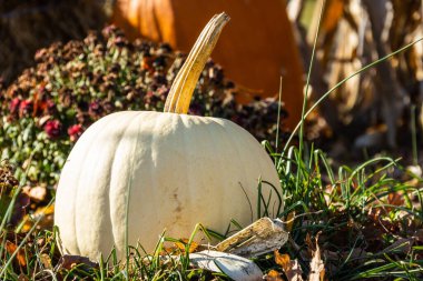 Güneşli bir öğleden sonra mevsimlik bir balkabağı, saman ve mısır sapı gösterisi.
