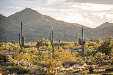 Sunset in the Sonoran Desert of Arizona with mountains and saguaro cacti and other desert vegetation.