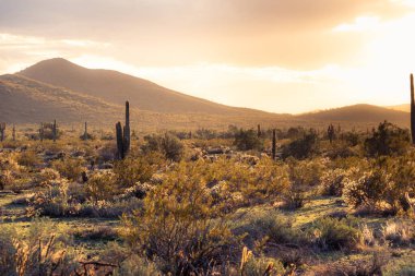 Sunset in the Sonoran Desert of Arizona with mountains and saguaro cacti and other desert vegetation.