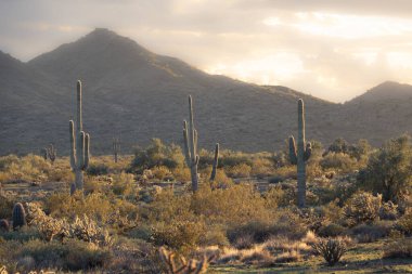 Sunset in the Sonoran Desert of Arizona with mountains and saguaro cacti and other desert vegetation.
