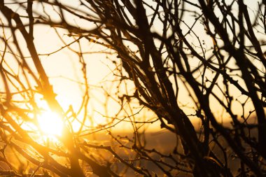 The light of the rising sun passing through the branches of a tree.