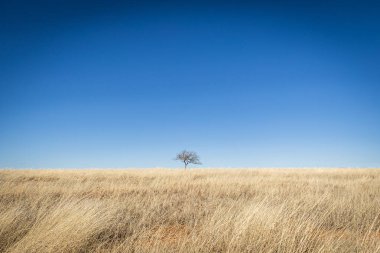 A lone tree in a dry grass field against a clear blue sky on a sunny day.