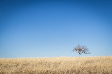 A lone tree in a dry grass field against a clear blue sky on a sunny day.