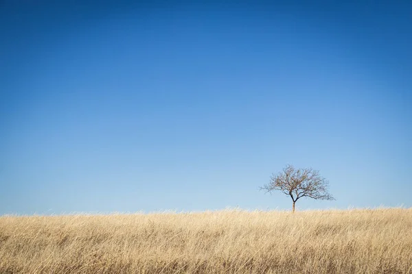 Lone Tree Dry Grass Field Clear Blue Sky Sunny Day — Stockfoto