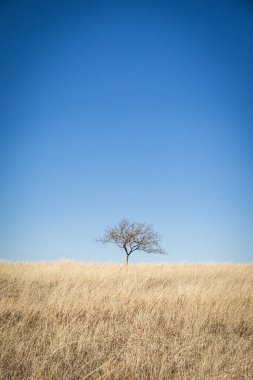 A lone tree in a dry grass field against a clear blue sky on a sunny day.