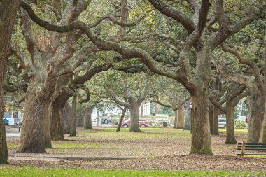 Güney Carolina, Charleston 'daki eski Güney meşe ağaçlarının dallarından oluşan bir tünel..