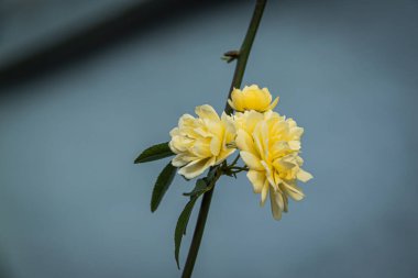 Arka planı çevre ışıklarında bulanıklaşan sarı çiçeklerden oluşan küçük bir grubun yakın çekimi.