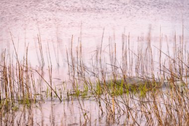 Uzun süre deniz otları dalgalarda sallanırken akşamın renkleri yüzeydeki dalgalara yansıyor..