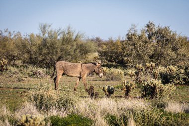 Arizona 'daki Sonoran Çölü' nün kuru manzarasında bir eşek..