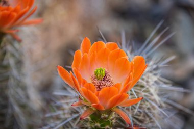 Kirpi kaktüsünün portakal çiçekleri (Echinocereus triglochidiatus) veya Arizona 'nın Claretcup kaktüsleri tam gün ışığında.