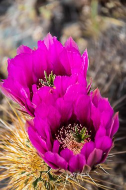 Kirpi kaktüsünün (Echinocereus triglochidiatus) mor çiçekleri, ya da Arizona 'nın Claretcup kaktüsü tam gün ışığında.