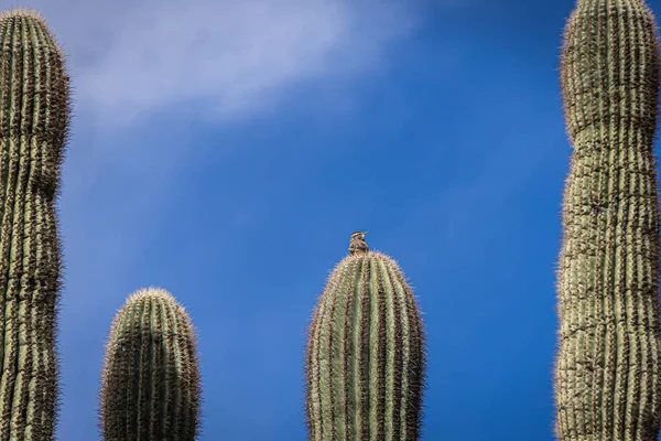 アリゾナの砂漠にあるサガロサボテンの上に雀 — ストック写真