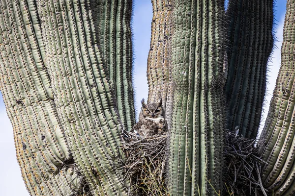 Velká Rohatá Sova Sedící Hnízdě Kaktusu Saguaro Arizoně Pod Modrou — Stock fotografie