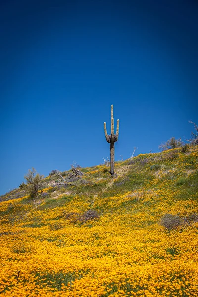 Een Saguaro Cactus Een Veld Van Mexicaanse Klaprozen Een Heldere — Stockfoto