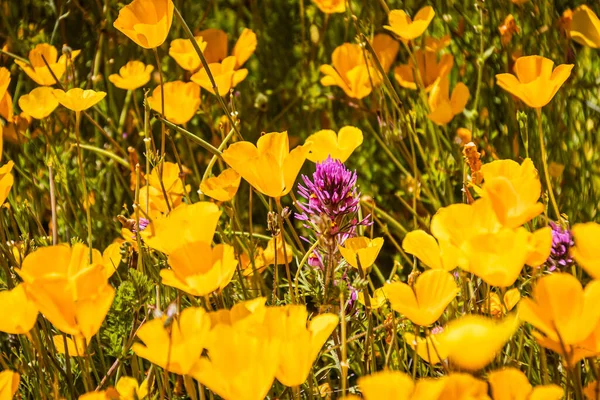 Paarse Bloemen Gericht Tegen Een Achtergrond Van Wazig Geel Oranje — Stockfoto