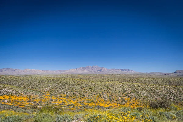 Vier Pieken Berg Arizona Met Een Vallei Vol Gele Oranje — Stockfoto
