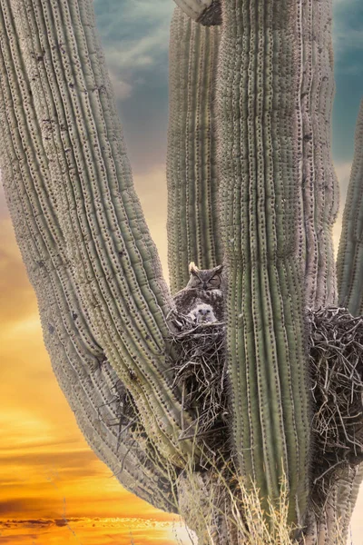 アリゾナ州のサガロのサボテンの巣に座っている素晴らしい角のついたフクロウと彼女の雛 — ストック写真