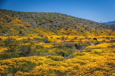 Arizona 'da bir bahar günü, sarı ve turuncu Meksika gelincikleriyle dolu bir vadi.
