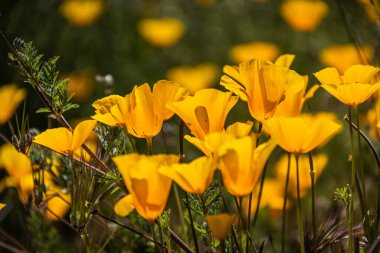 Yakın plan sarı ve turuncu Meksika gelinciği güneş ışığında çiçek açar..