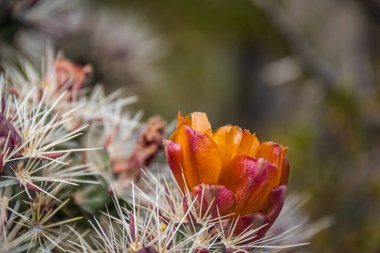 Arizona 'nın Sonoran Çölü' ndeki bir geyik boynuzu kollasının (sillindropuntia versicolor) portakal çiçeklerinin yakın çekimi..