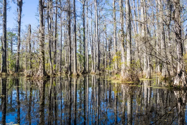 Nízký Úhel Pohledu Vodu Bažiny Jižní Karolíny Vysokými Stromy Stoupající — Stock fotografie