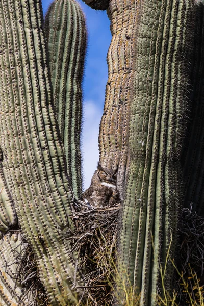 青い空の下でアリゾナ州のサガロのサボテンの巣に座っている大きな角のついたフクロウ — ストック写真