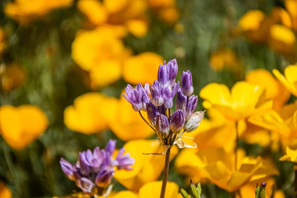 Paarse Bloemen Gericht Tegen Een Achtergrond Van Wazig Geel Oranje — Stockfoto