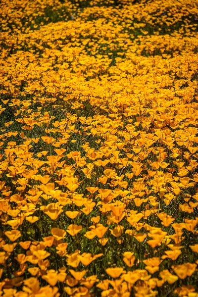 Tapete Papoilas Mexicanas Amarelas Alaranjadas Campo Luz Solar Direta — Fotografia de Stock