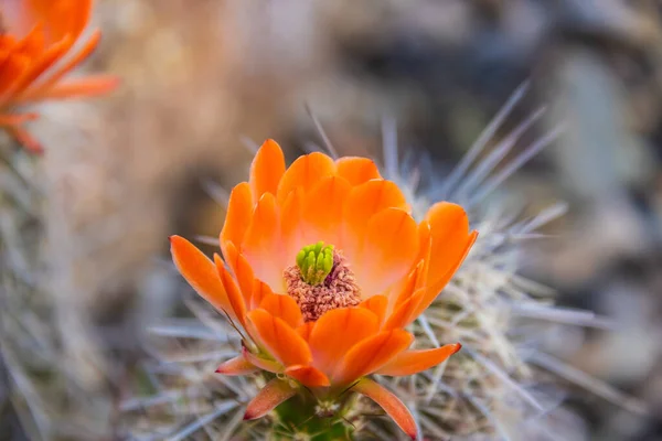 The orange blooms of the hedgehog cactus (Echinocereus triglochidiatus), or Claretcup cactus of Arizona in full sunlight.