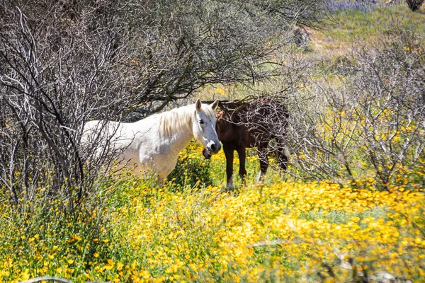 Caballo Mustang Blanco Salvaje Campo Día Primavera Arizona — Foto de Stock