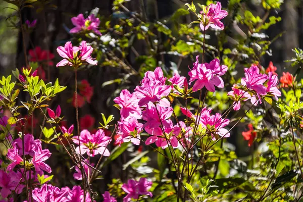 Parlak pembe çiçek açan Gable Azalea Rhododendron çiçekleri bulanık yeşil bitki örtüsünün arka planında içinden geçen doğrudan güneş ışığından parlıyordu..