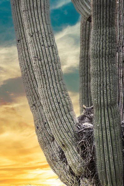 Gran Búho Con Cuernos Polluelo Sentados Nido Cactus Saguaro Arizona — Foto de Stock