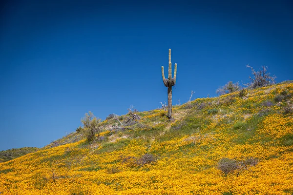 Een Saguaro Cactus Een Veld Van Mexicaanse Klaprozen Een Heldere — Stockfoto