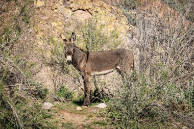 Arizona 'daki Sonoran Çölü' nün kuru manzarasında bir eşek..