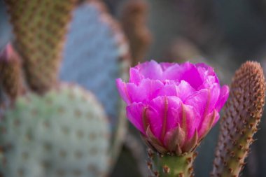 Kirpi kaktüsünün (Echinocereus triglochidiatus) mor çiçekleri, ya da Arizona 'nın Claretcup kaktüsü tam gün ışığında.