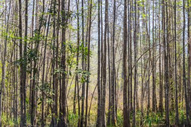 Güney Carolina bataklığının su manzarası alçak. Yükselen uzun ağaçlar ve suya yansıyan yansımalar..
