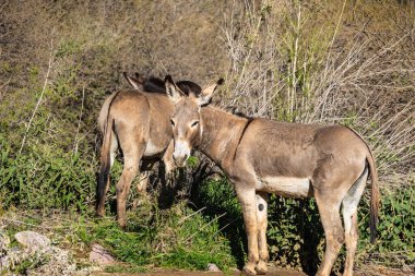 Arizona 'daki Sonoran Çölü' nün kuru manzarasında bir eşek..