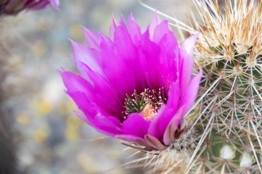 Kirpi kaktüsünün (Echinocereus triglochidiatus) mor çiçekleri, ya da Arizona 'nın Claretcup kaktüsü tam gün ışığında.