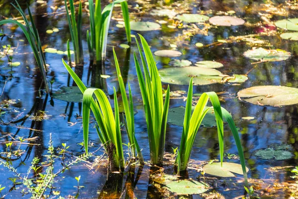 Bright Green Leaves Rising Out Waters Swamp Lily Pads Them — Stock Photo, Image