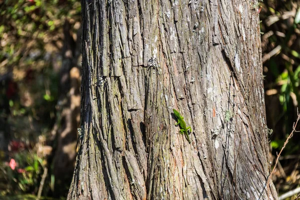 Eine Leuchtend Grüne Carolina Anole Eidechse Auf Einem Baum Einem — Stockfoto