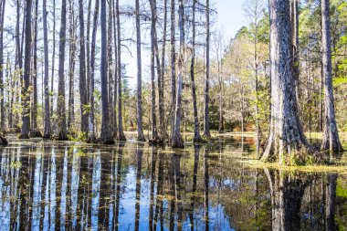 Güney Carolina bataklığının su manzarası alçak. Yükselen uzun ağaçlar ve suya yansıyan yansımalar..
