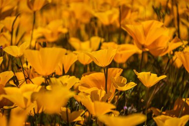 Yakın plan sarı ve turuncu Meksika gelinciği güneş ışığında çiçek açar..
